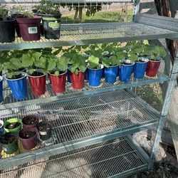 Okra Plants
