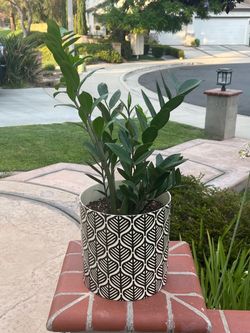 ZZ PLANT