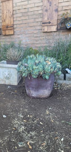 Beautiful large cactus in planter