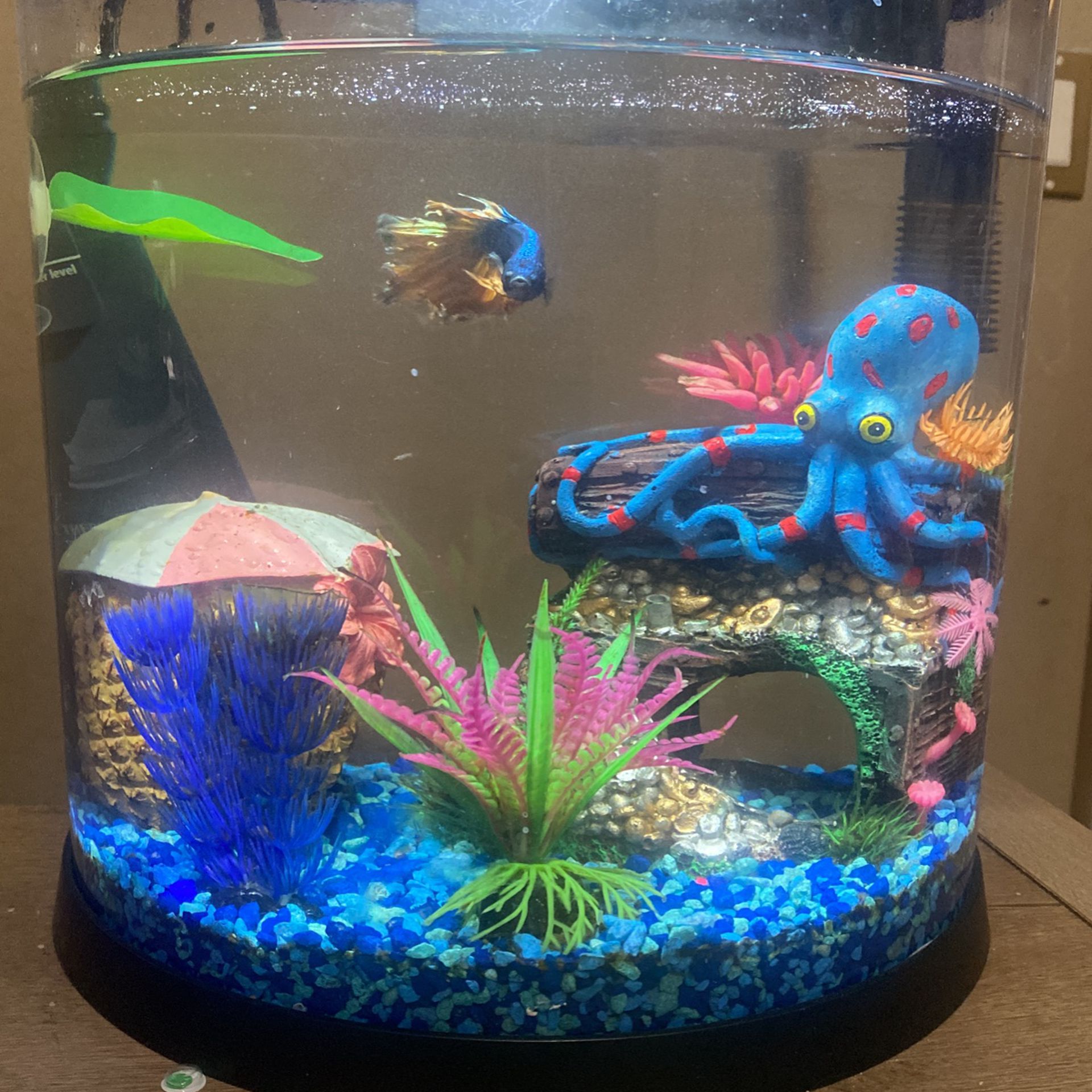 Beta Fish Tank 