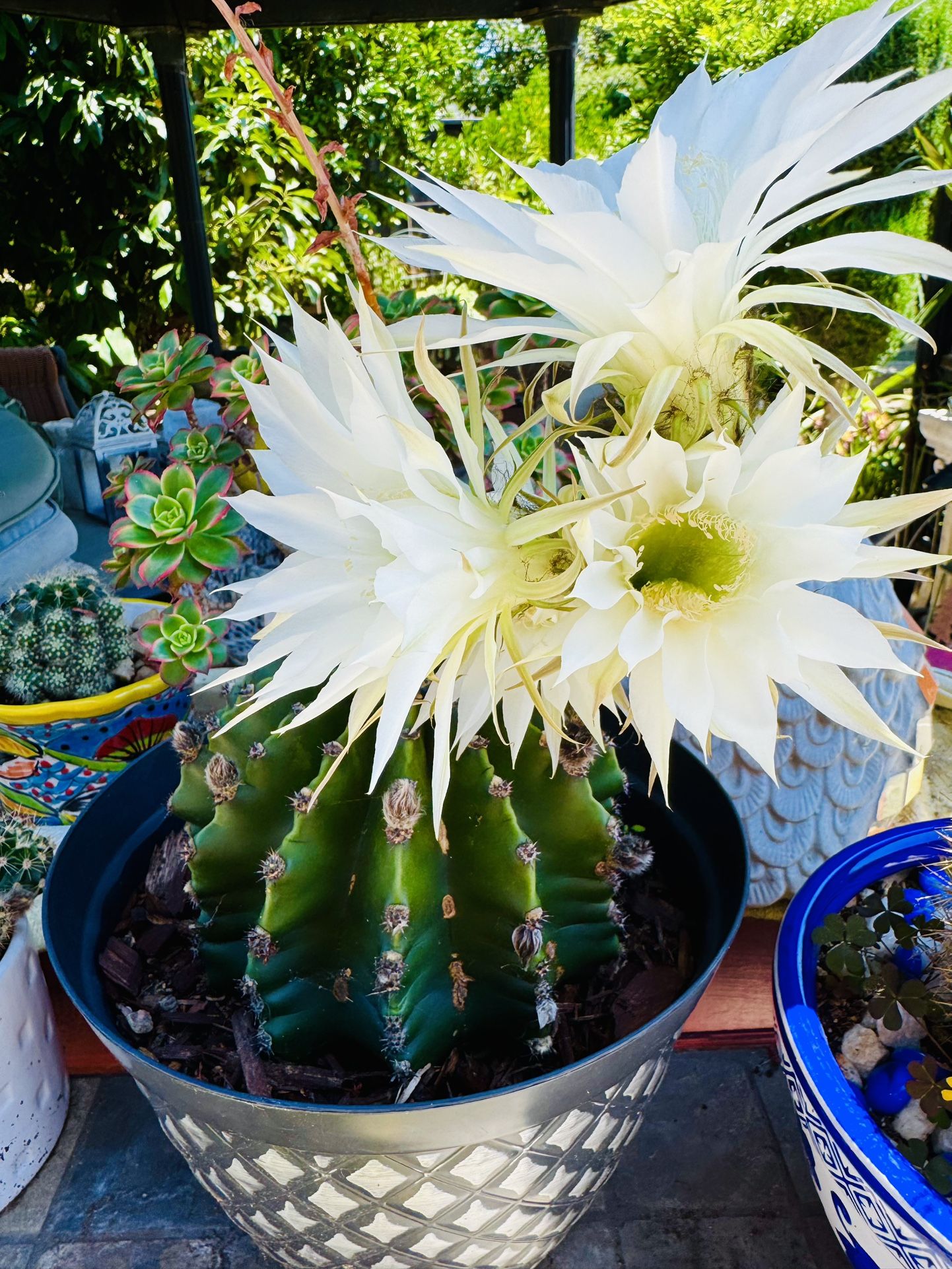 CACTUS PLANT IN BLOOM 