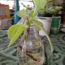 3 Spanish Cuban Oregano Cuttings $10 -Deltona, Fl Pickup Or Ship 
