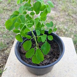 Moringa plant