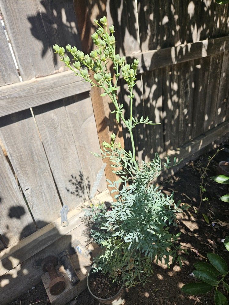 About 3ft Or So. Pick Up Only