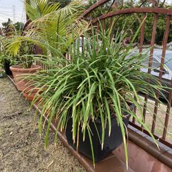 Large Plant