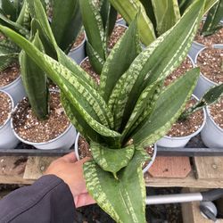 Plant Sale 👍 