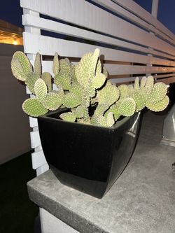 Cactus With Planter Pot