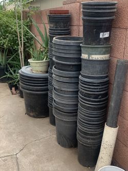Many Buckets Plants Plastic Containers Selling Individually Only