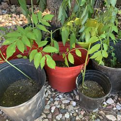 elderberry sambucol plant - grow your own elderberries 