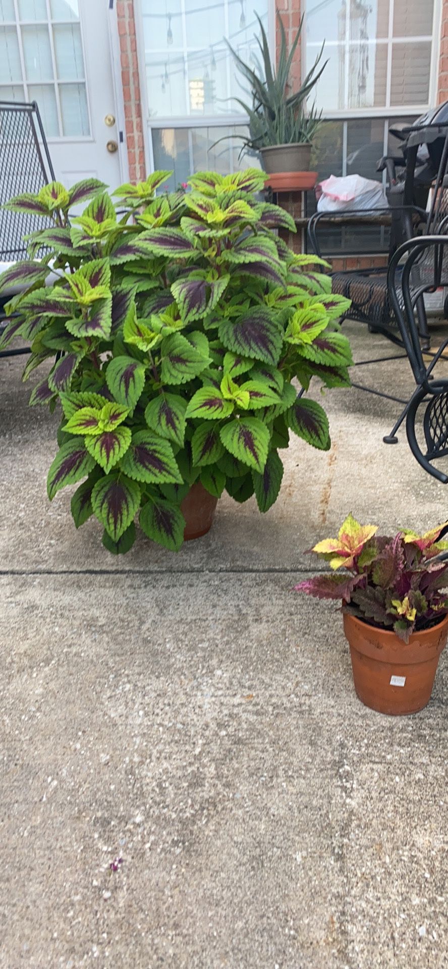 Beautiful lime green coleus plants