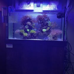Aquarium 30 Gallon Fish Tank Picture 