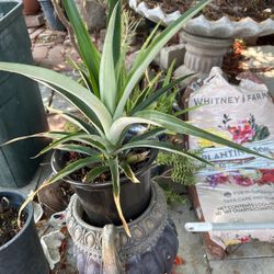 Plants,  Fruit Trees 🌴 Palms 