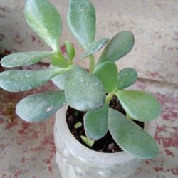 Plants Jade