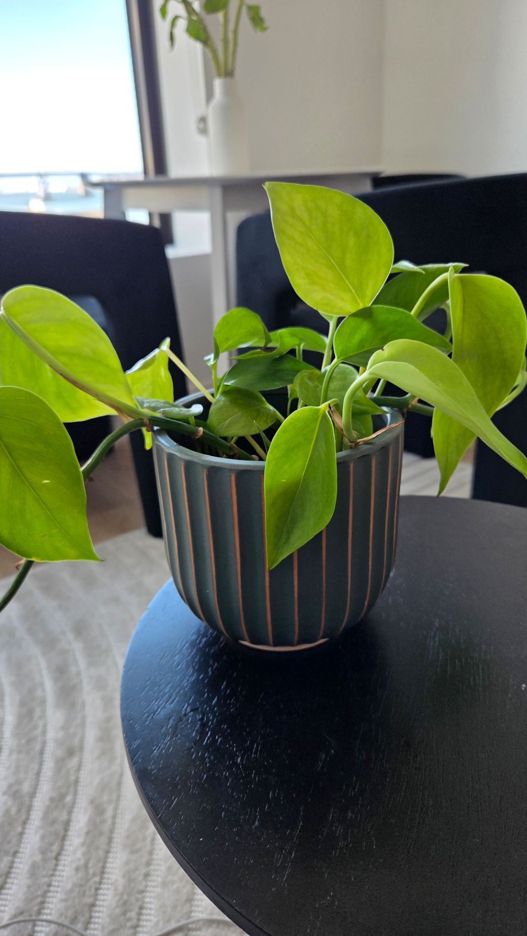 Plant and plant pot
