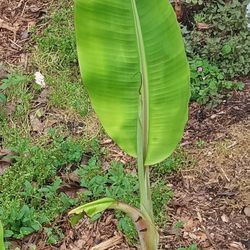 Two Foot Tall Banana Tree Produces Dwarf Cavendish Bananas
