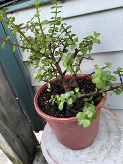 Dwarf Jade Plant