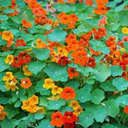 Nasturtium (Tropaeolum majus),  $5 for pack of 6. Have 11 available. 