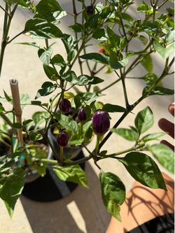 RARE💜🌶️Purple Pequin (or Piquin) PEPPER PLANTS