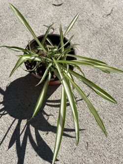 Spider plant