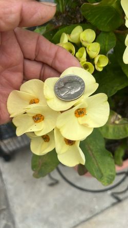 Big Blooming Rooted Shoots yellow crown of torn ready to  move to a Other Pot