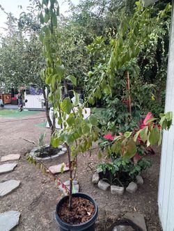 Plum tree