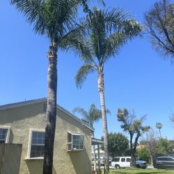 Palm Trees