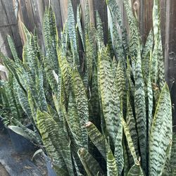 Snake plant