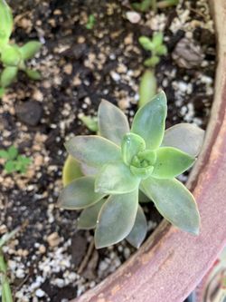 Succulent - Grapetosedum California Sunset 