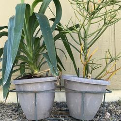 Plants And Tools 35ave/glendale 