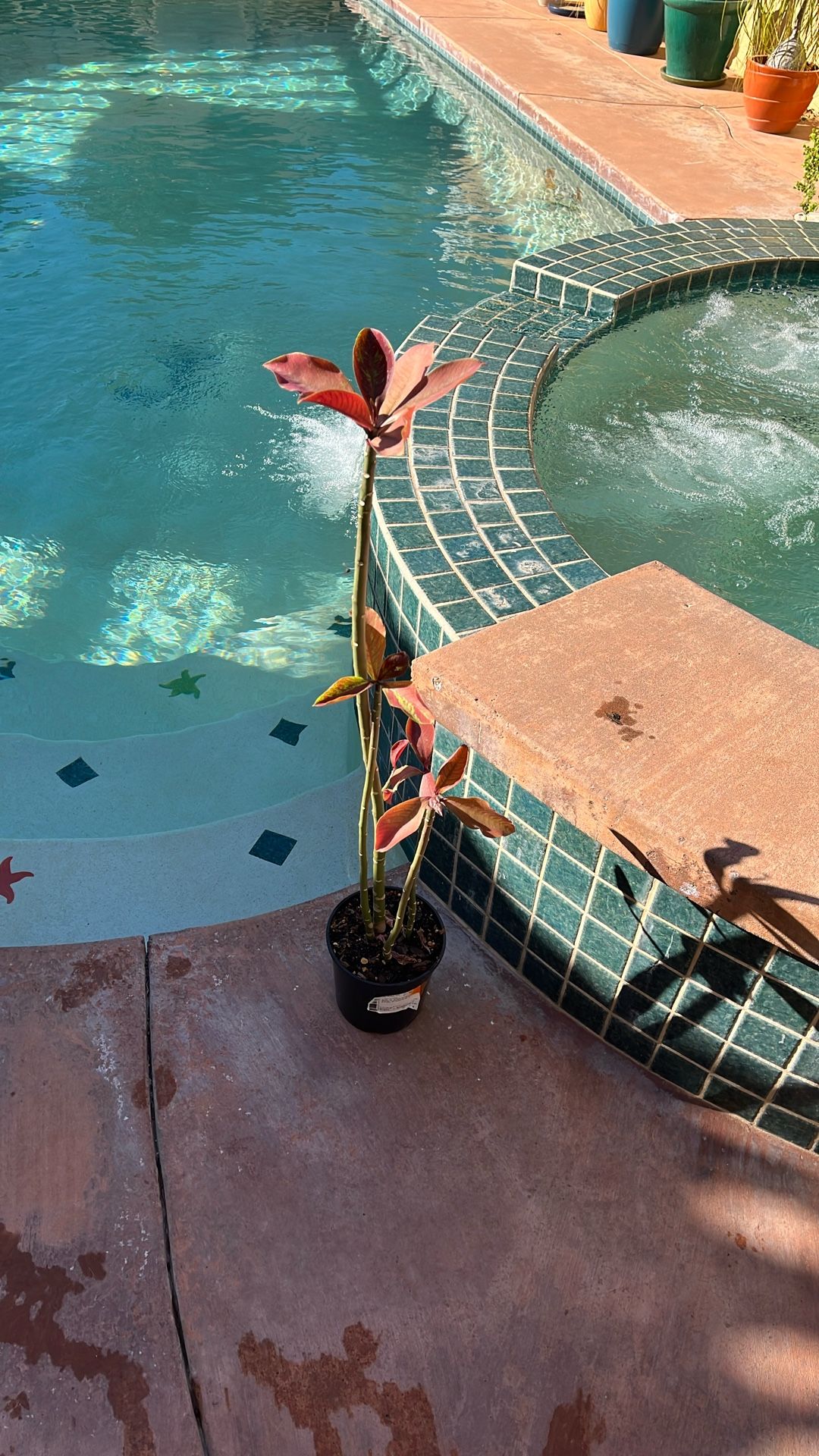 Milk Plant (African Milk Bush)