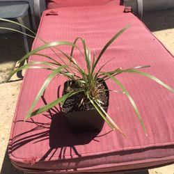 Lily Turf Plant