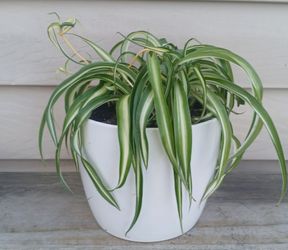 Curly Bonnie spider Plant 🪴