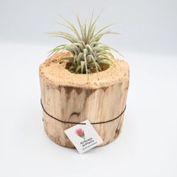 Air Plant
