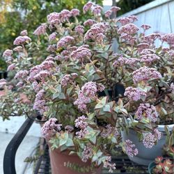 Huge string of buttons in 5 gallon hanging pot
