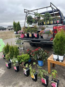 Plants For Sale
