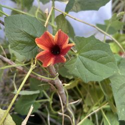 Planta de Enredadera 