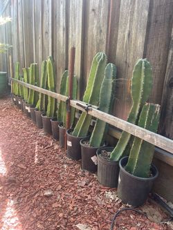 Peruvian Apple Cactus $25 Each