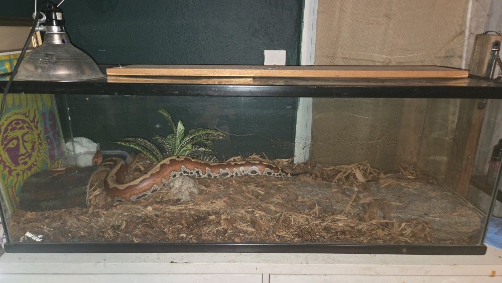 Reptile Enclosure