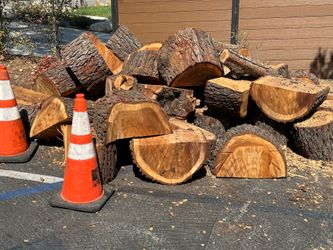 Fresh Cut Cedar wood $30 for all