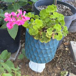Plant