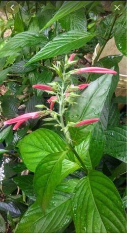 Justica Secunda plant 2’ tall rooted