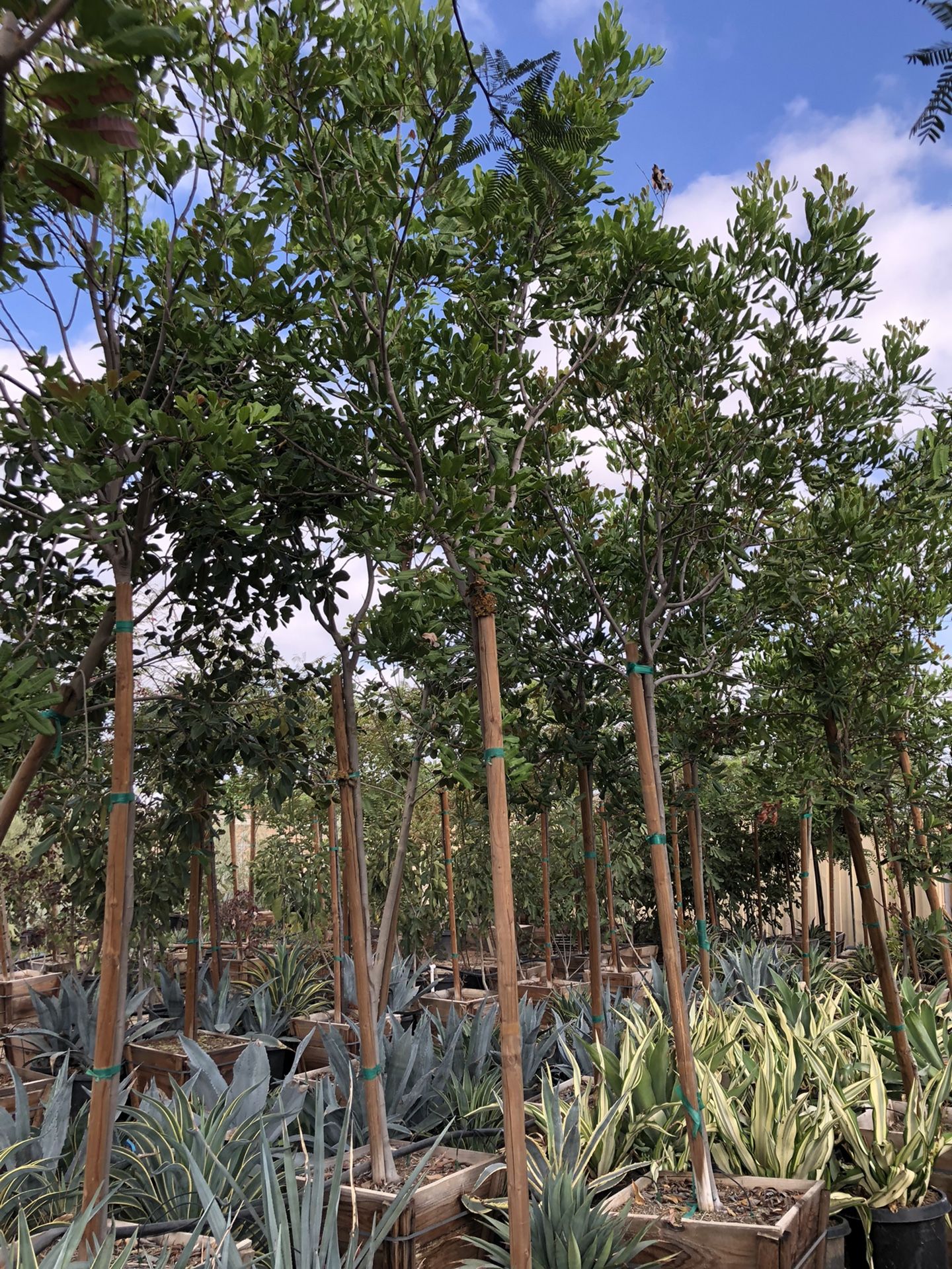 Carrotwood Tree, Evergreen Shade Tree