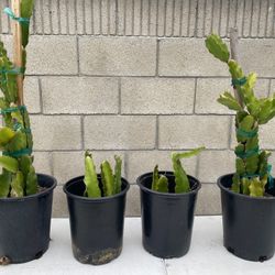 Dragon Fruit 5 Gallons
