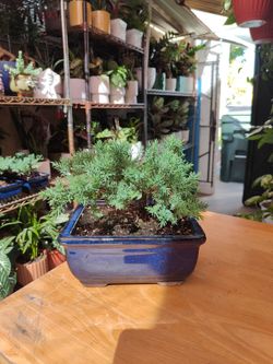 Juniper Bonsai Tree