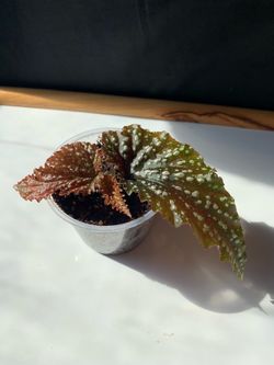 Begonia ‘Fannie Moser’