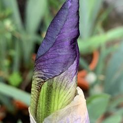 Iris Plants 