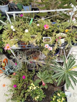 Plantitas De Chismes Diferentes Colores 