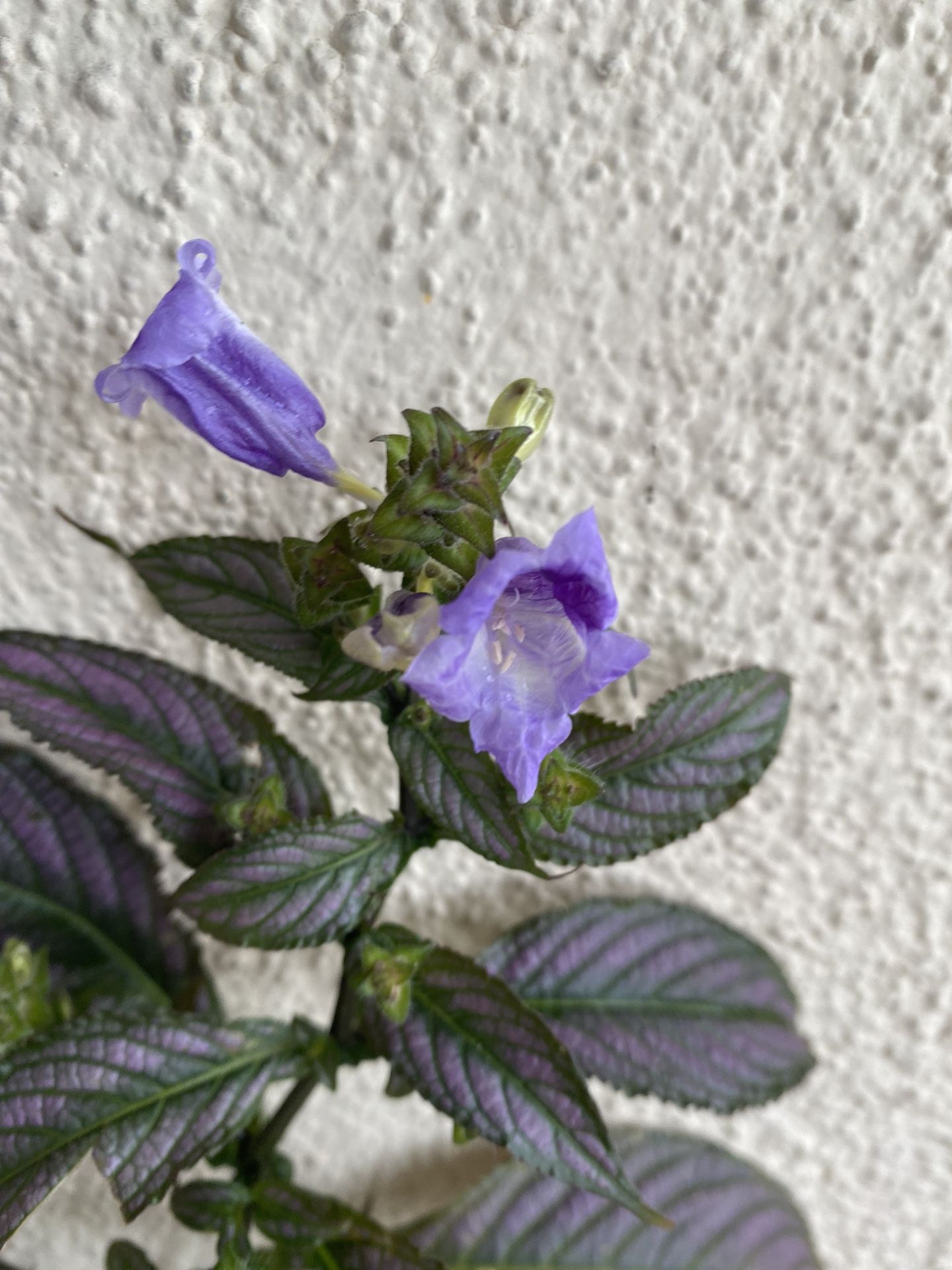 Blooming Persian Purple Outdoor Plant, In 6 Inch Pot Pick Up Only
