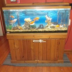 Fish Tank