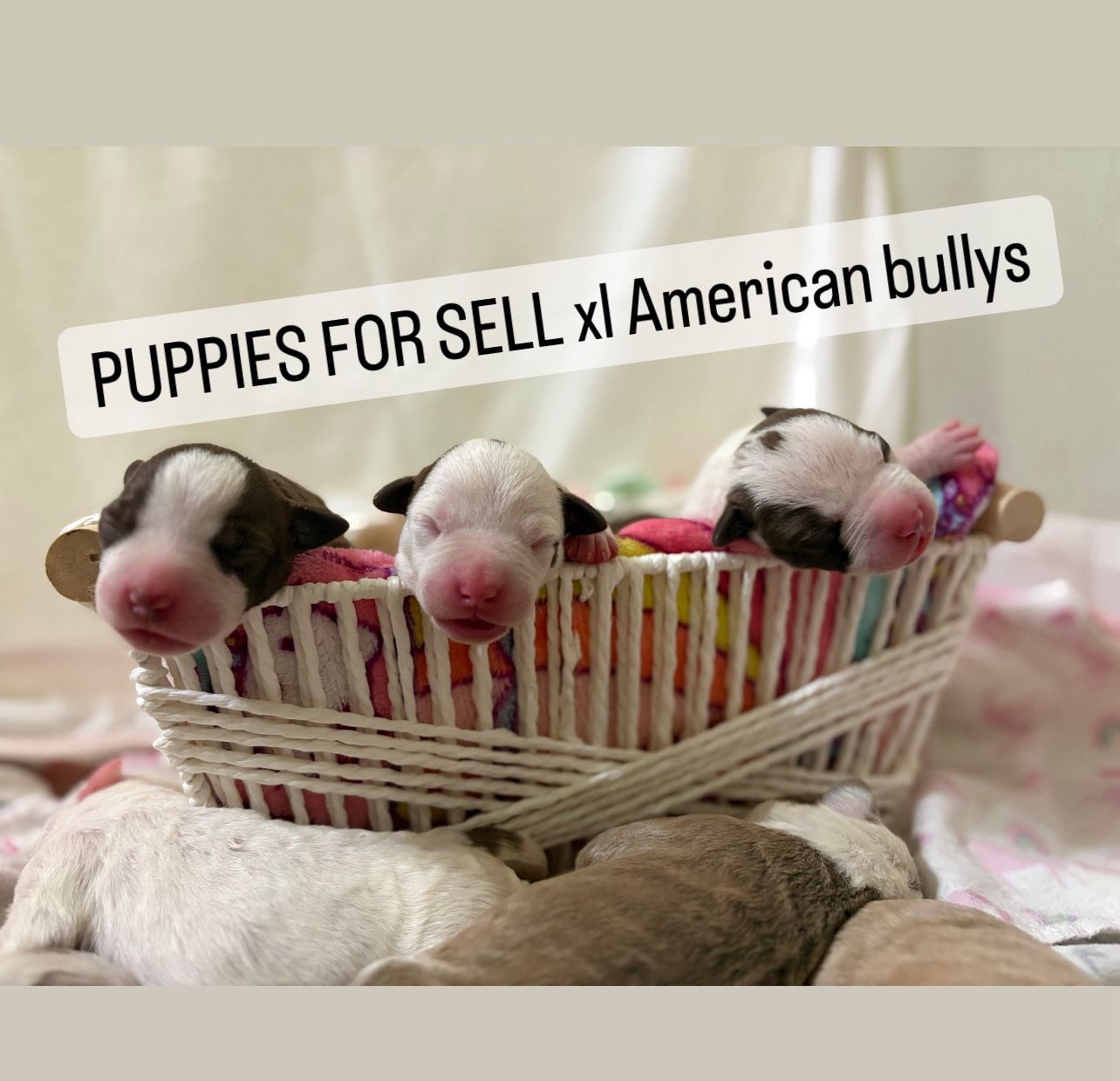 Basket Of Cuties